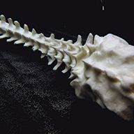 Iva Dulanovic, "Anicca"