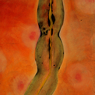 Tracey Meyer, "Corpuscular crypt: Hairless nerve"